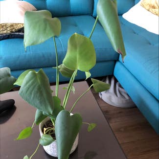 Heartleaf Philodendron plant in San Diego, California