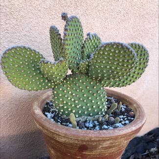 Bunny Ears Cactus plant in San Diego, California