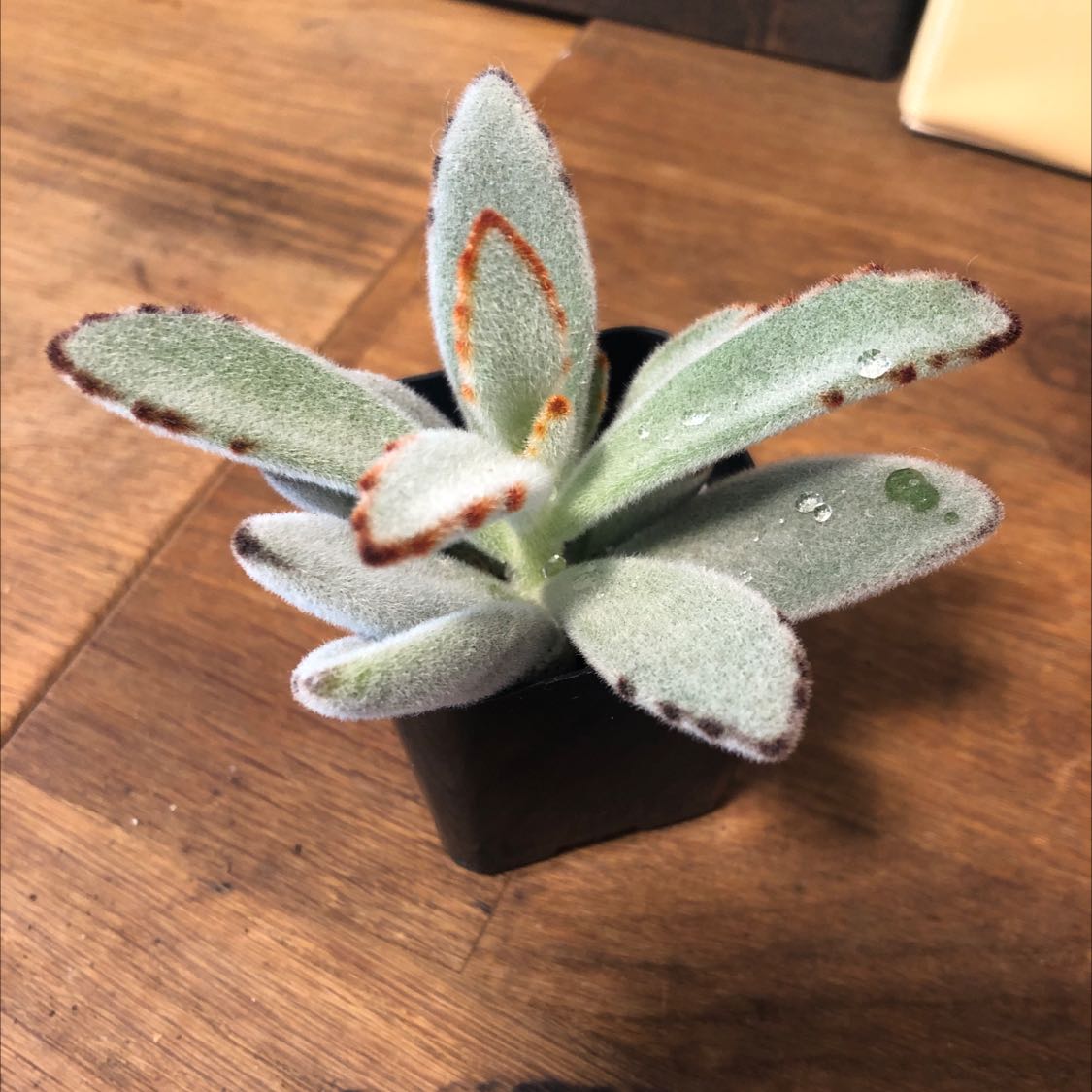 Photo of the plant species Panda Plant by @SoaringAloevera named Sabrina on Greg, the plant care app