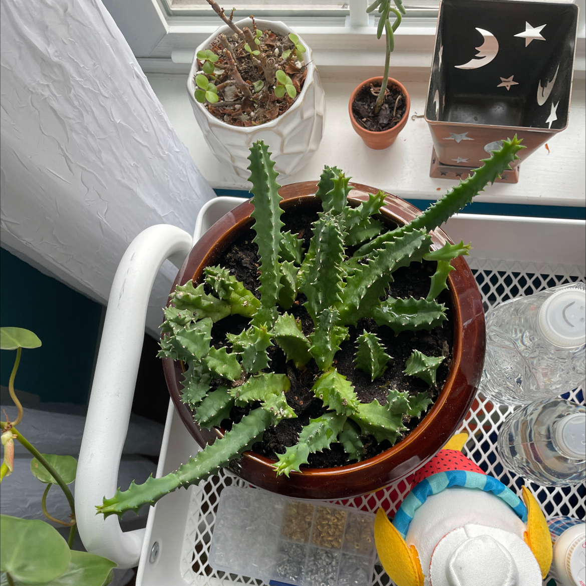 Lifesaver Cactus in a pot on a white surface, with visible soil and no signs of health issues.