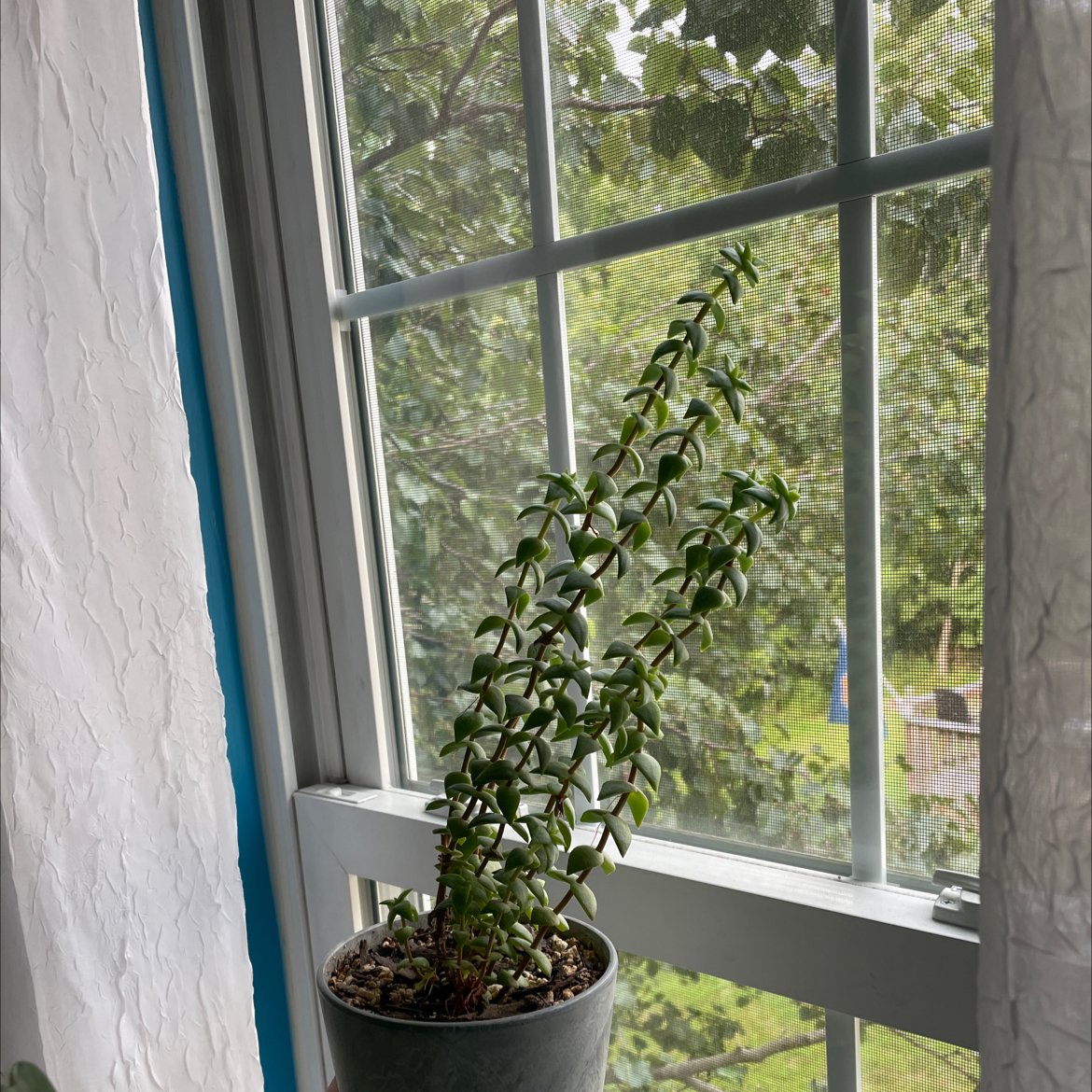 String of Buttons plant photo by @laursinger named Cassandra on Greg, the plant care app.