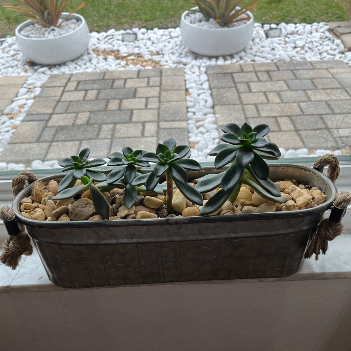 Planter with multiple healthy Echeveria 'Licorice' plants, decorative stones covering soil.