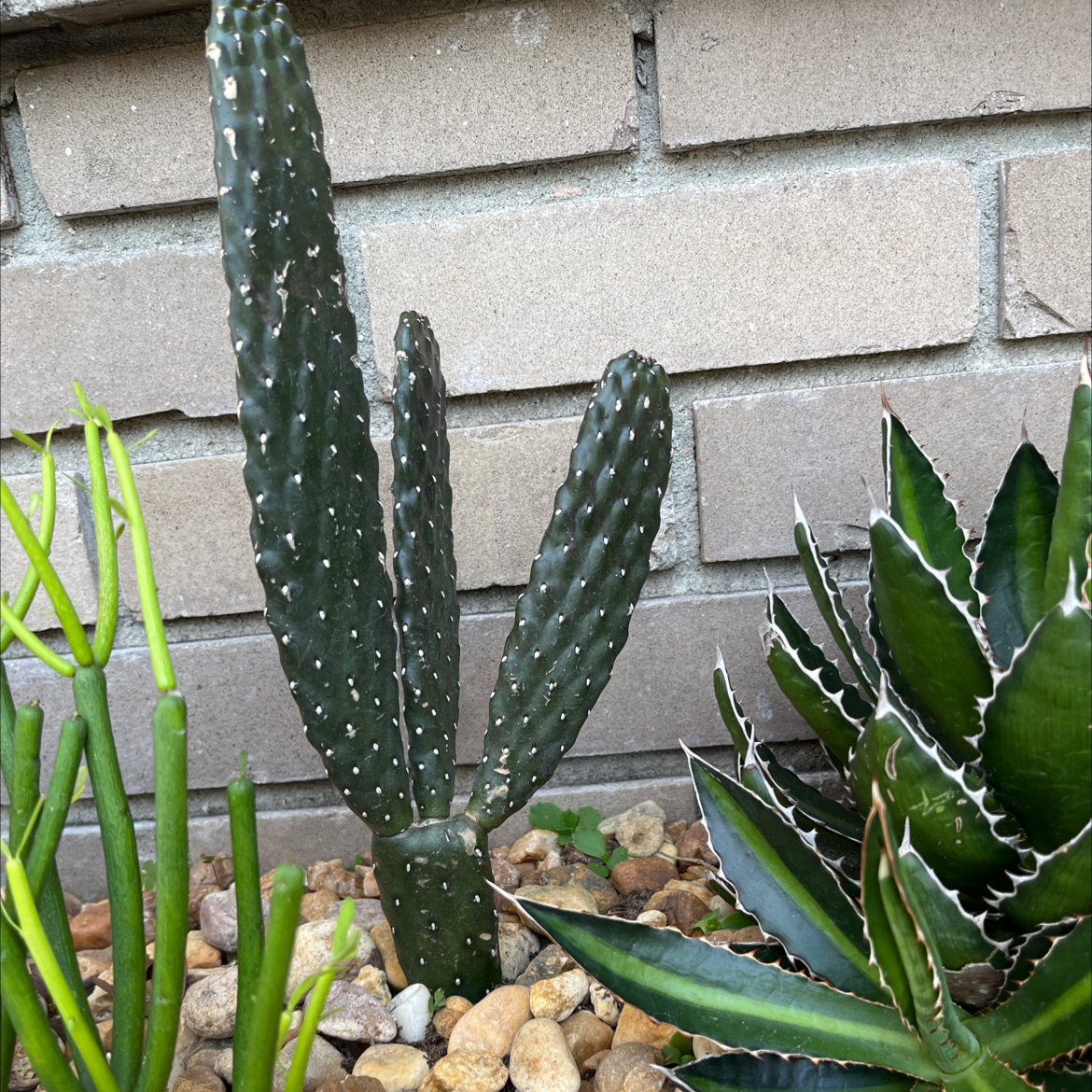 Woolyjoint Prickly Pear cactus with other succulents in rocky soil bed.
