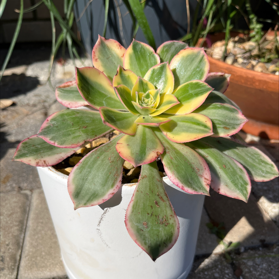 Aeonium 'Sunburst' plant in a white pot with some browning at the leaf edges.