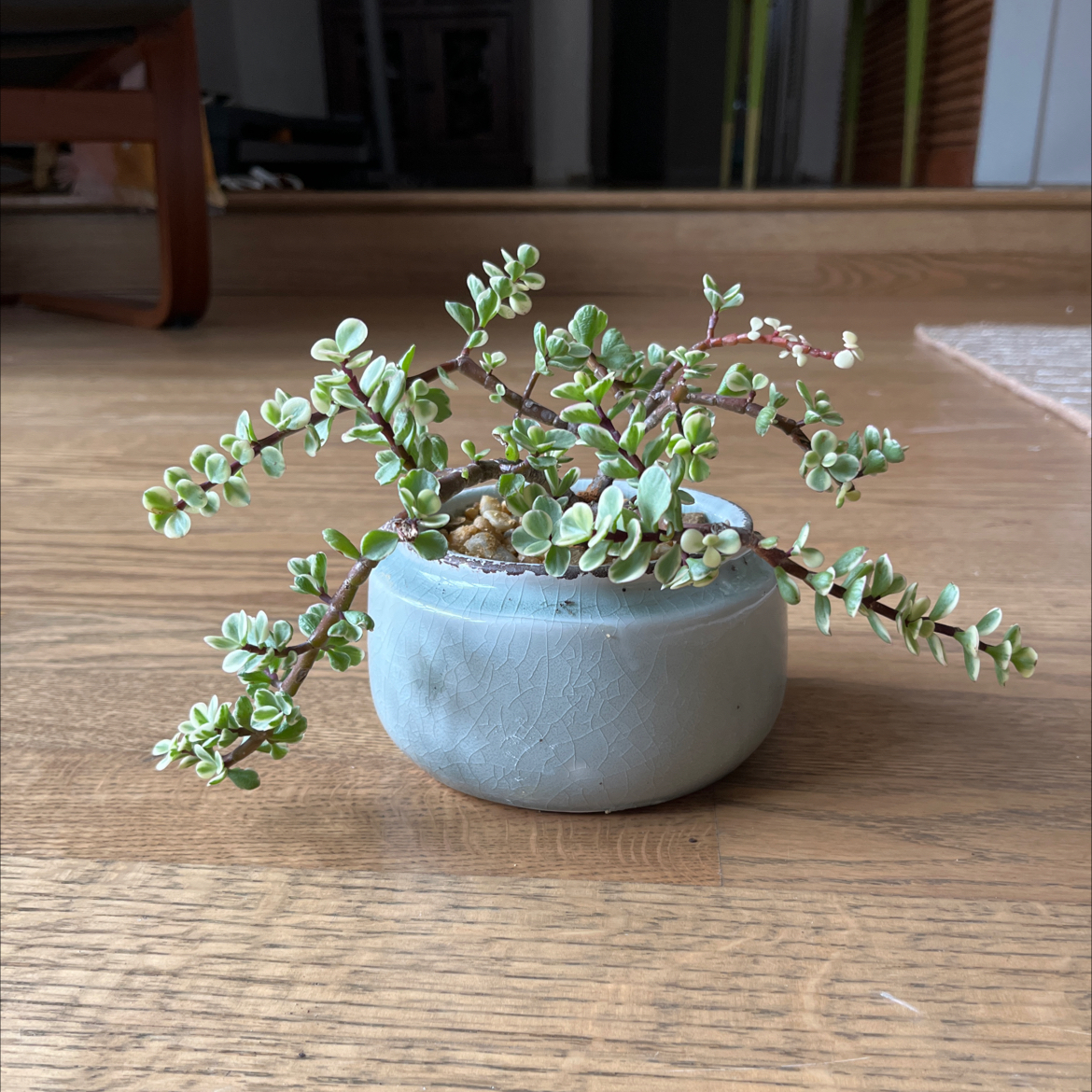 Photo of the plant species Elephant Bush by @HotRoyalfern named Julia on Greg, the plant care app