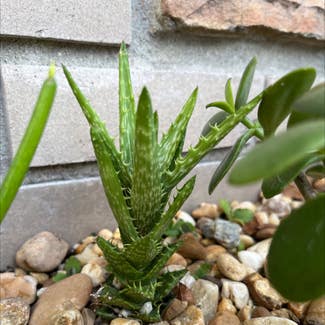 Tiger Tooth Aloe plant in Tampa, Florida
