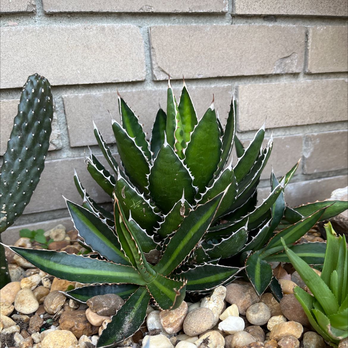 Thorn-Crested Century Plant with healthy green leaves and white margins, well-framed and centered.
