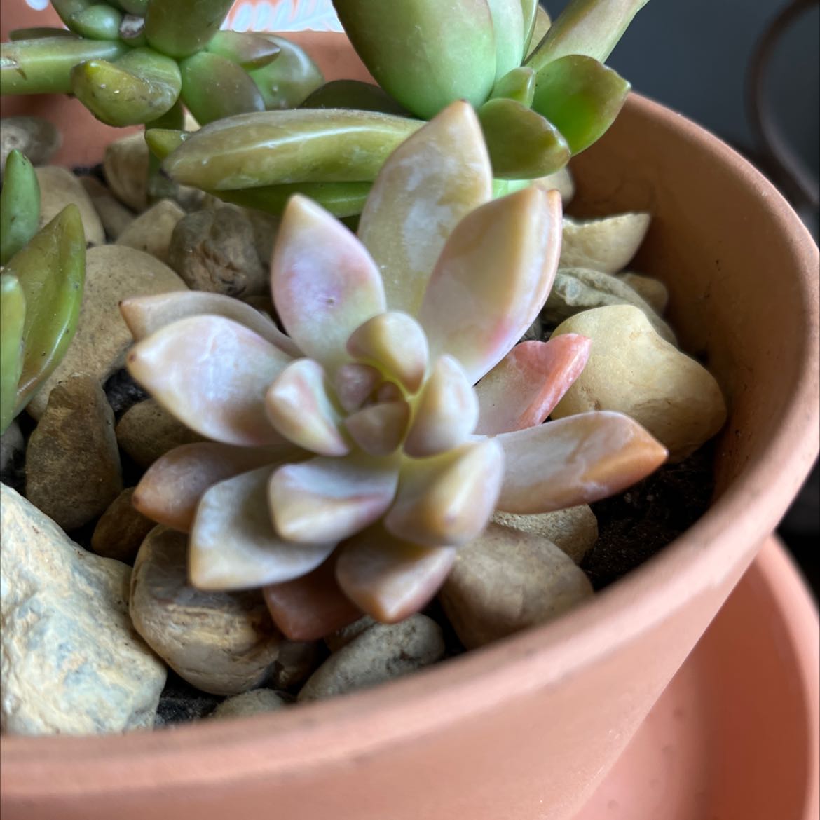 Photo of the plant species Pink Ghost Plant by @HotRoyalfern named Ghost Pinki Graptopetalum on Greg, the plant care app