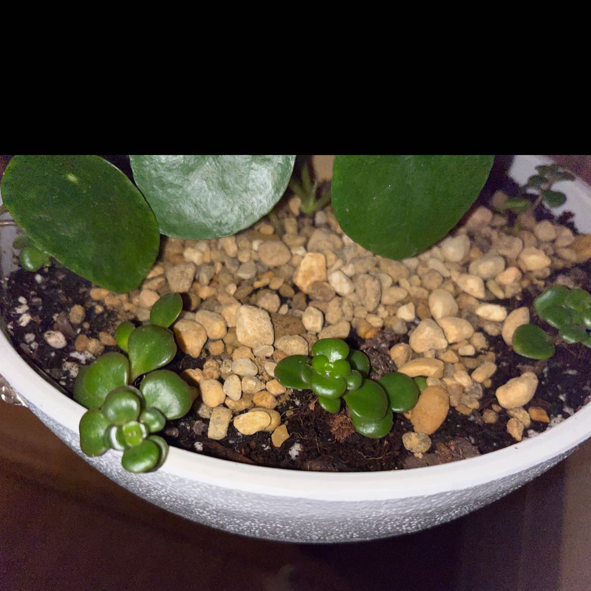 Potted Oregon Stonecrop with healthy, fleshy leaves and pebble-covered soil.