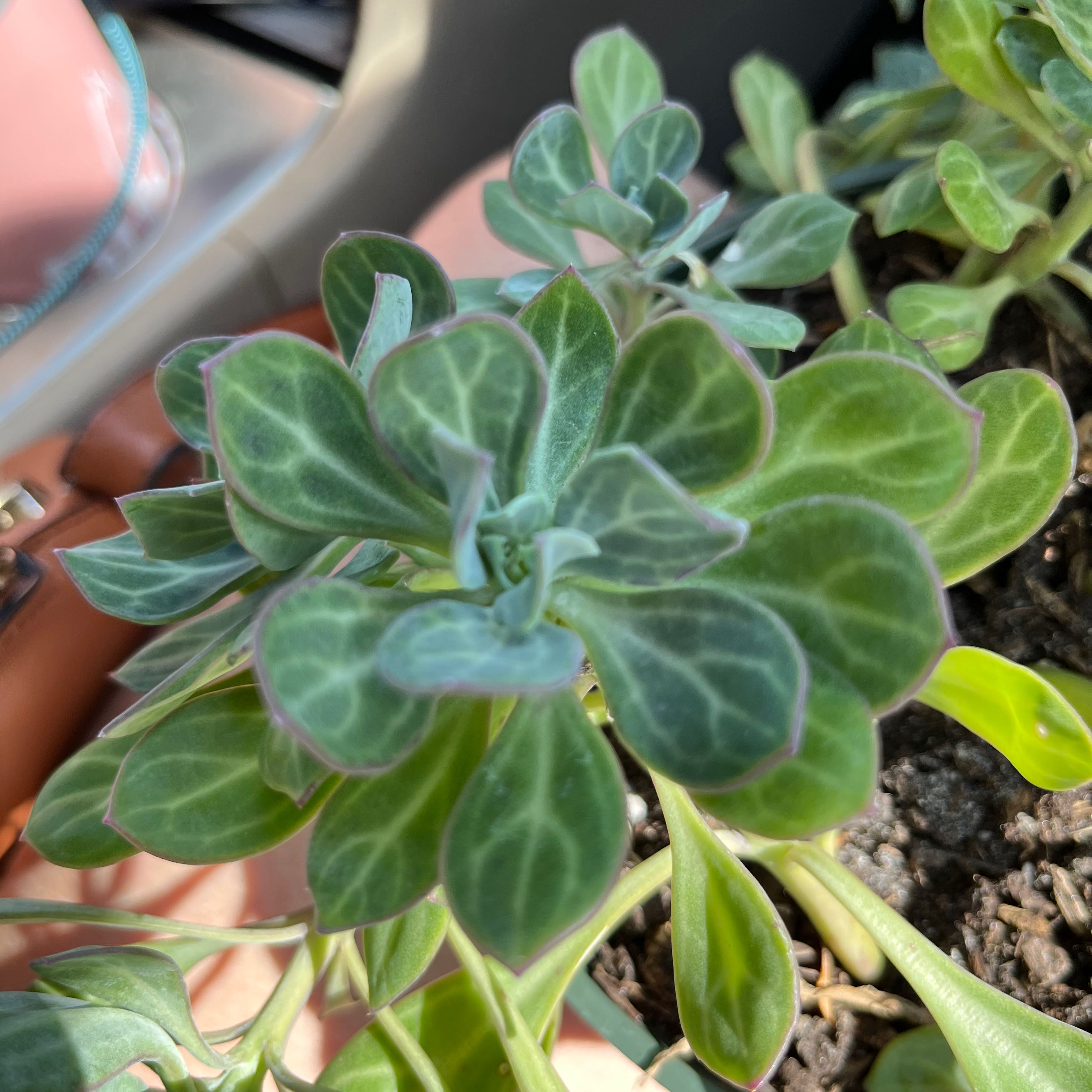 Photo of the plant species Wood Ragwort by @HotRoyalfern named Maria on Greg, the plant care app