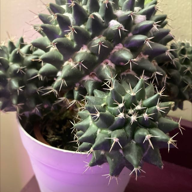 Photo of the plant species Mexican Pincushion by @KookyNYer named Austen on Greg, the plant care app