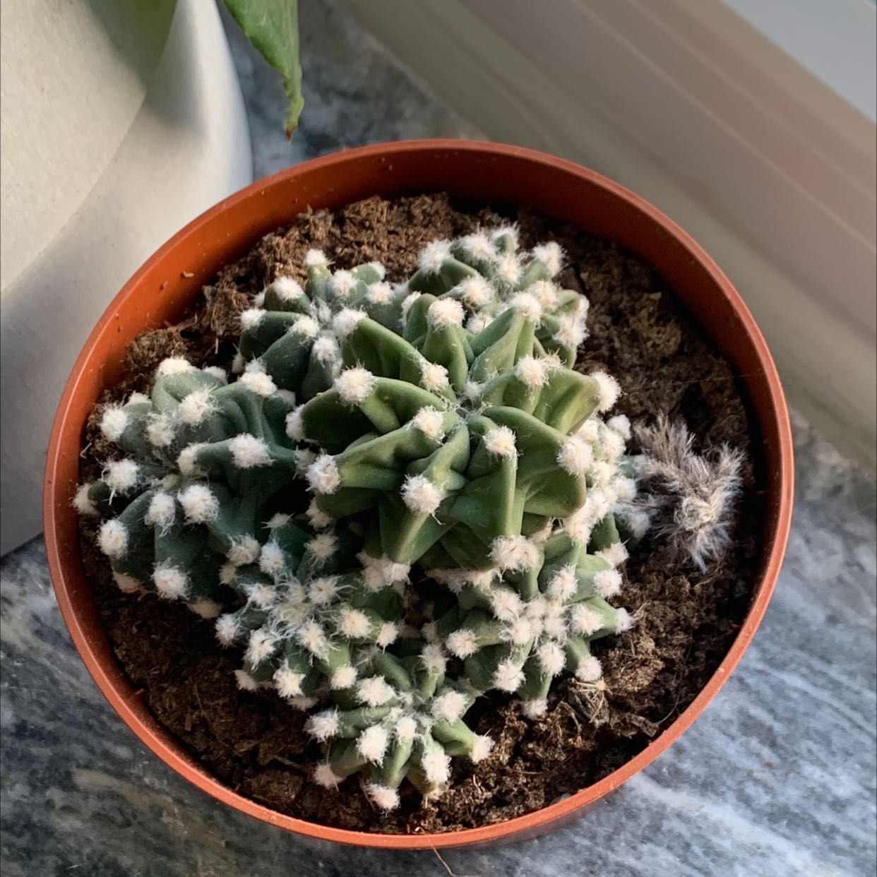 Sand Dollar Cactus in a small pot with visible soil, well-framed and in focus.