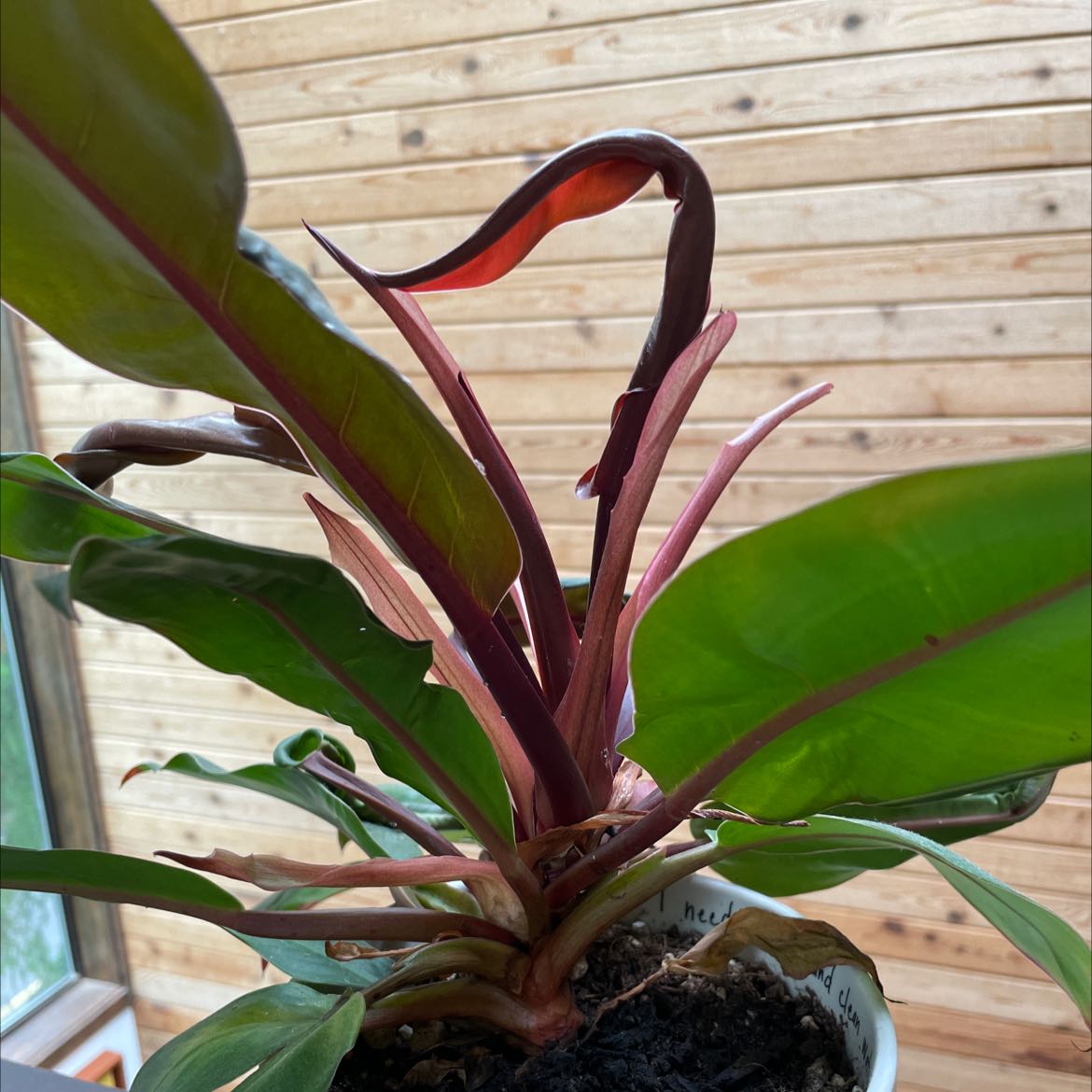 Photo of the plant species Blushing Philodendron by @CivilShamrock named Your plant on Greg, the plant care app