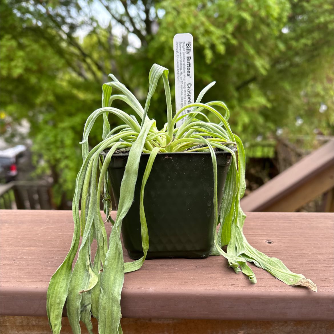 Photo of the plant species Billy Buttons by @CivilShamrock named billy buttons on Greg, the plant care app