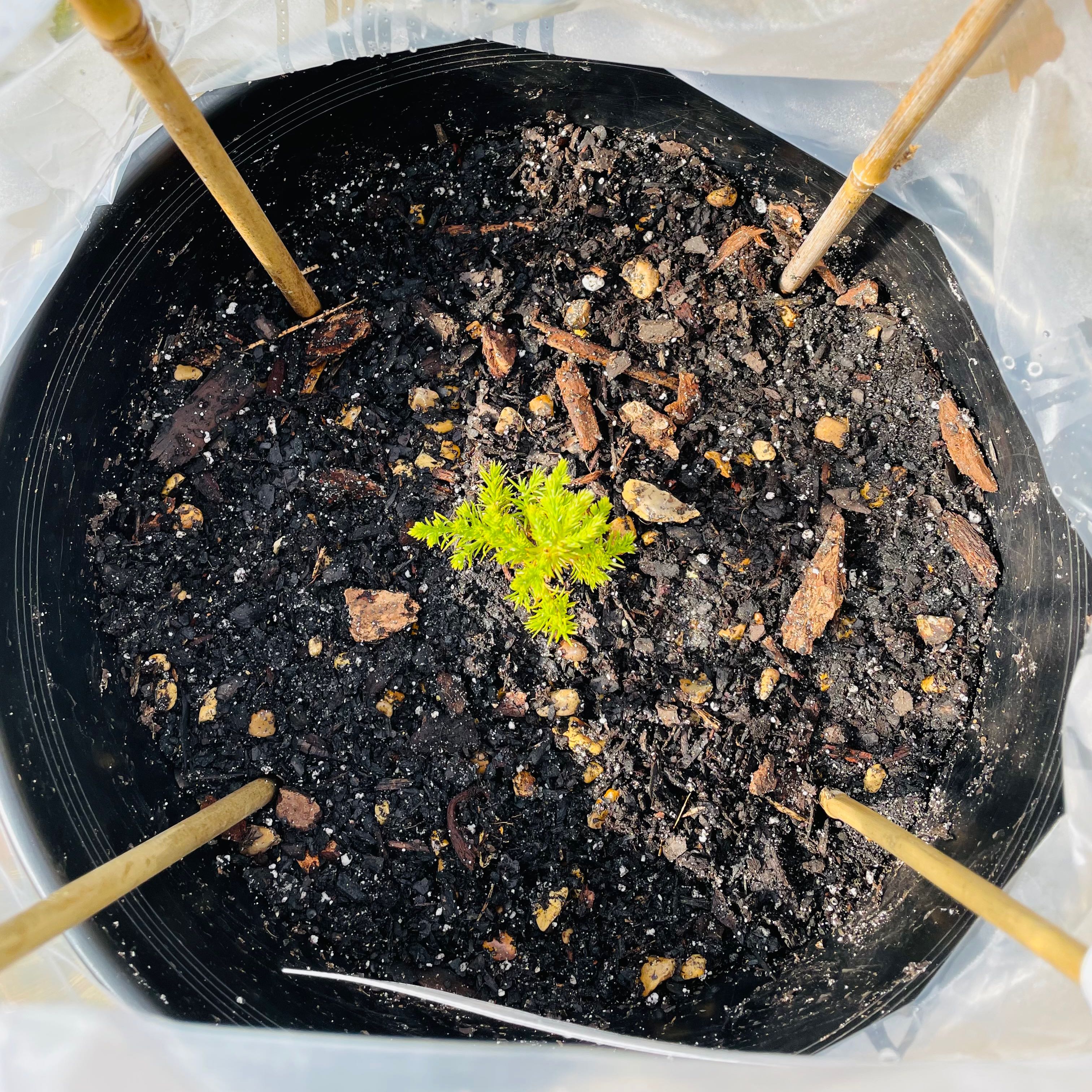 Young Giant Sequoia seedling in a pot with dark soil.