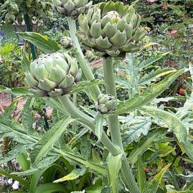Photo of the plant species Cardoon by @TycoonZzplant named Bella on Greg, the plant care app