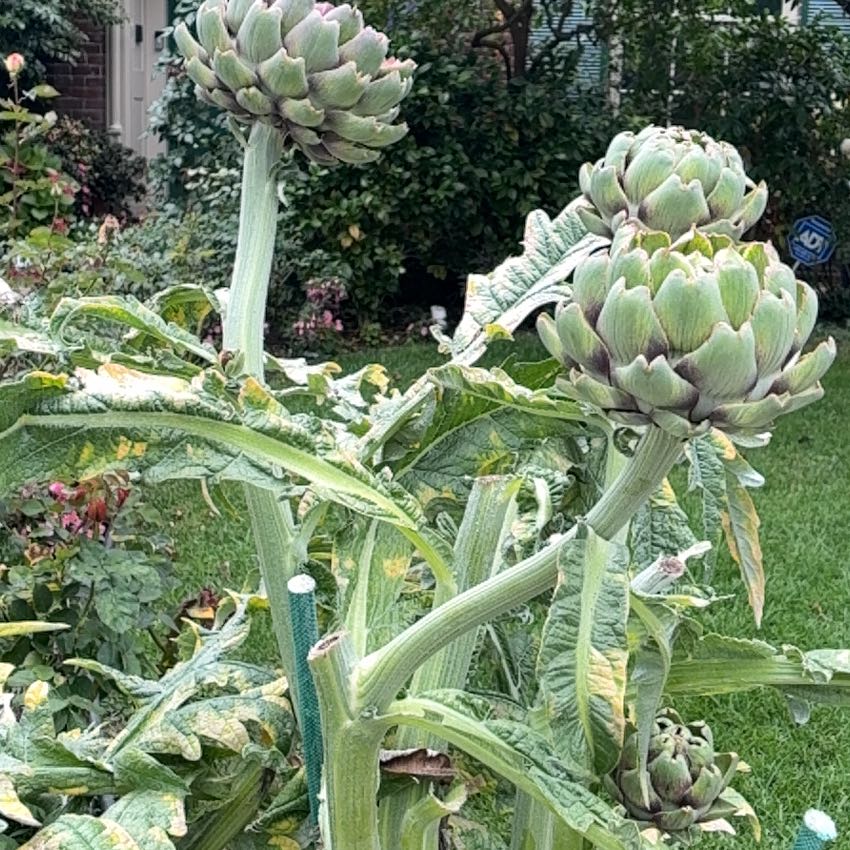 Photo of the plant species Cardoon by @TycoonZzplant named Harper on Greg, the plant care app