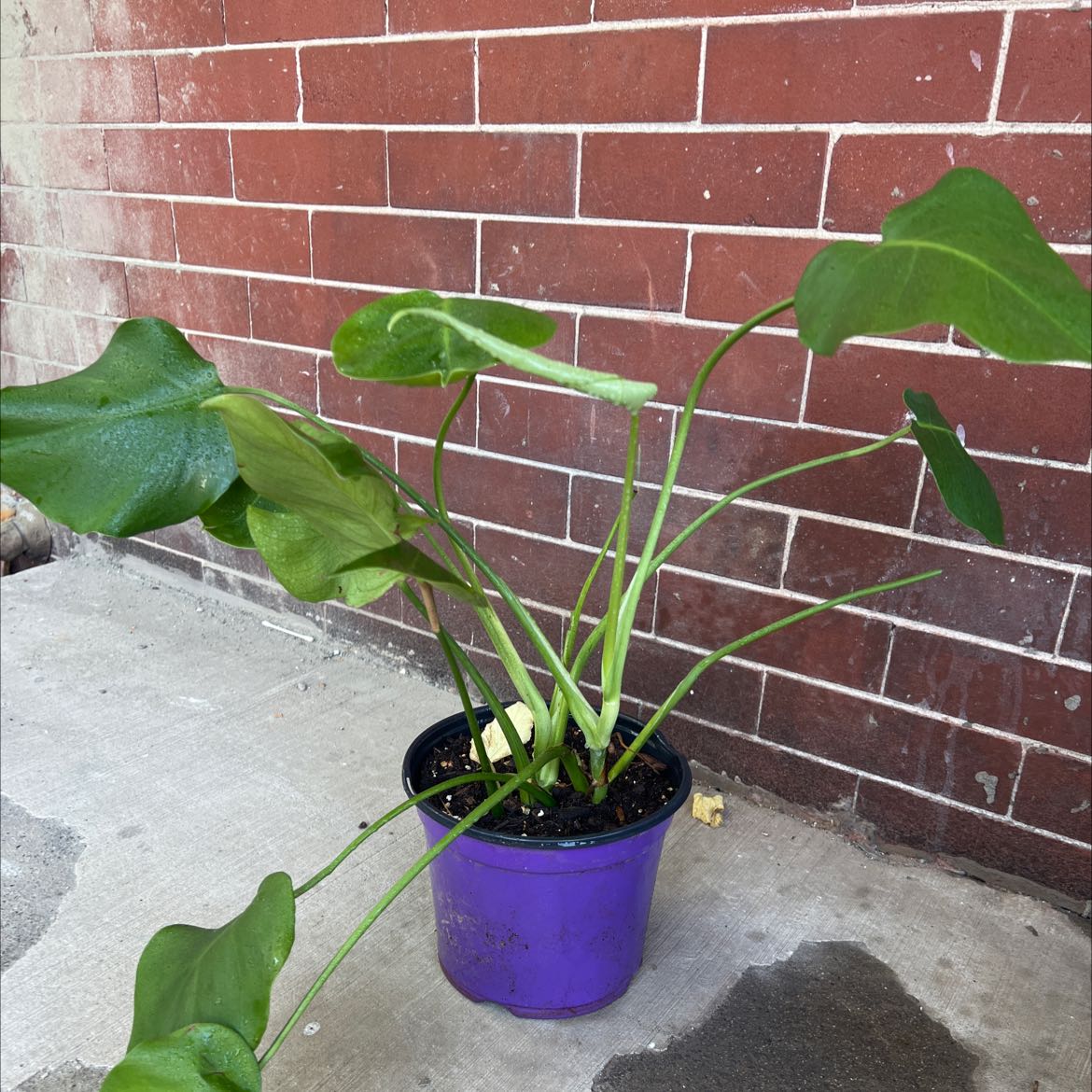 Healthy Anthurium clarinervium plant with large green veined leaves in a purple pot, set against a brick wall.