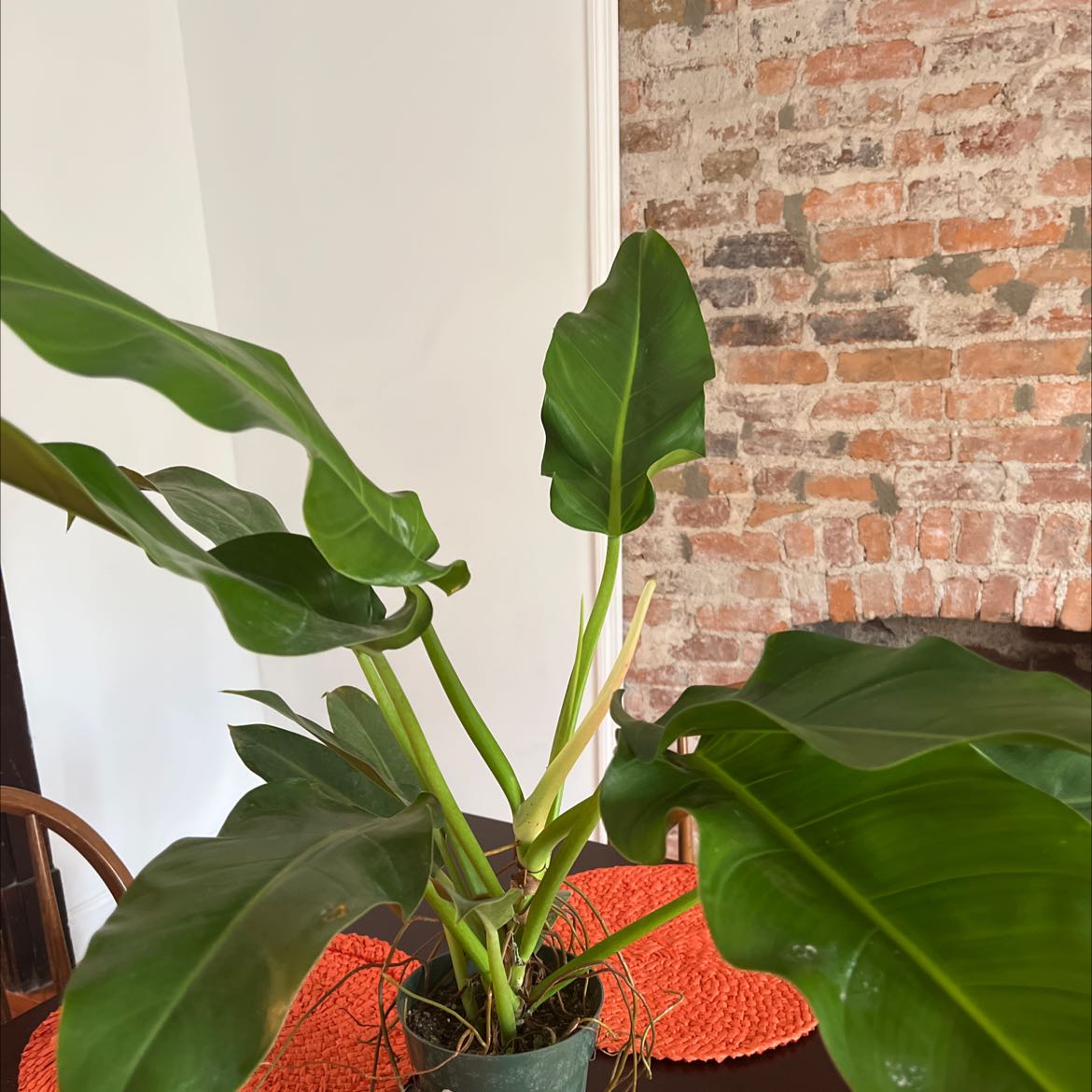 Photo of the plant species Philodendron Lanai by @Bahodirova named Lil Phil on Greg, the plant care app