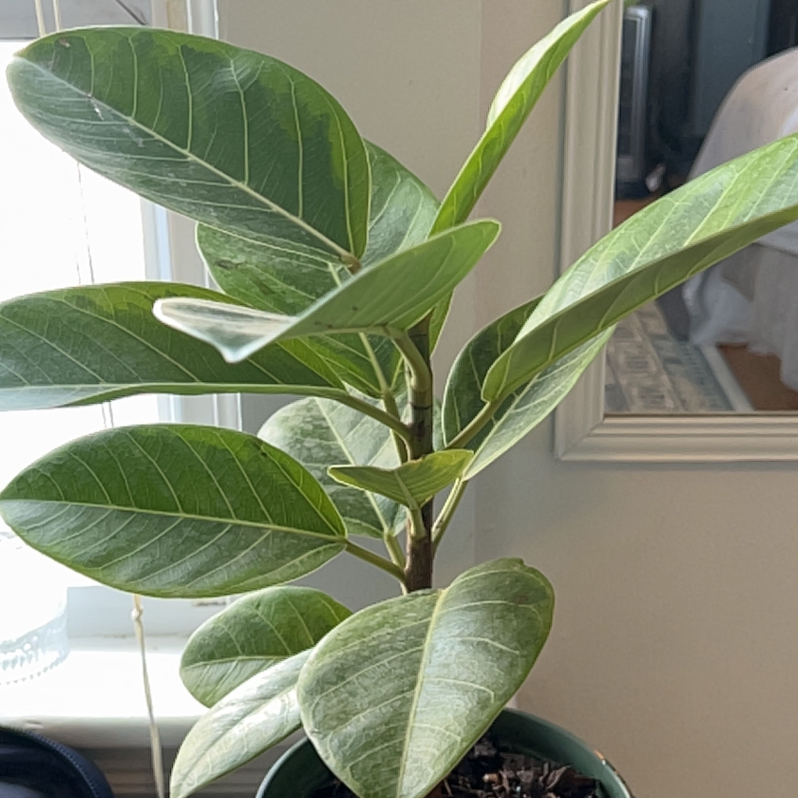 Healthy Council Tree plant with broad green leaves in an indoor setting.