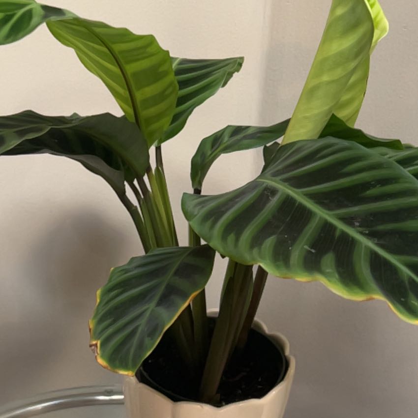 Zebra Calathea plant with vibrant green striped leaves in a pot.
