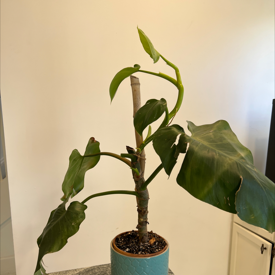 Philodendron 'White Wizard' plant in a pot with some browning leaves.
