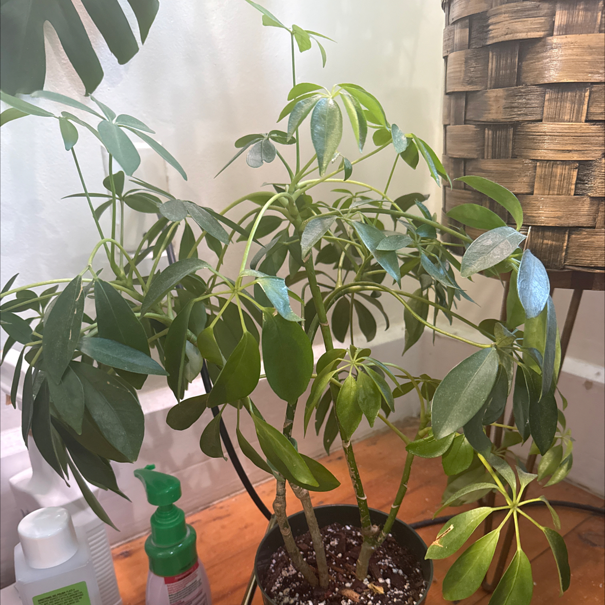 Dwarf Umbrella Tree plant photo by @Bahodirova named Brandy on Greg, the plant care app.