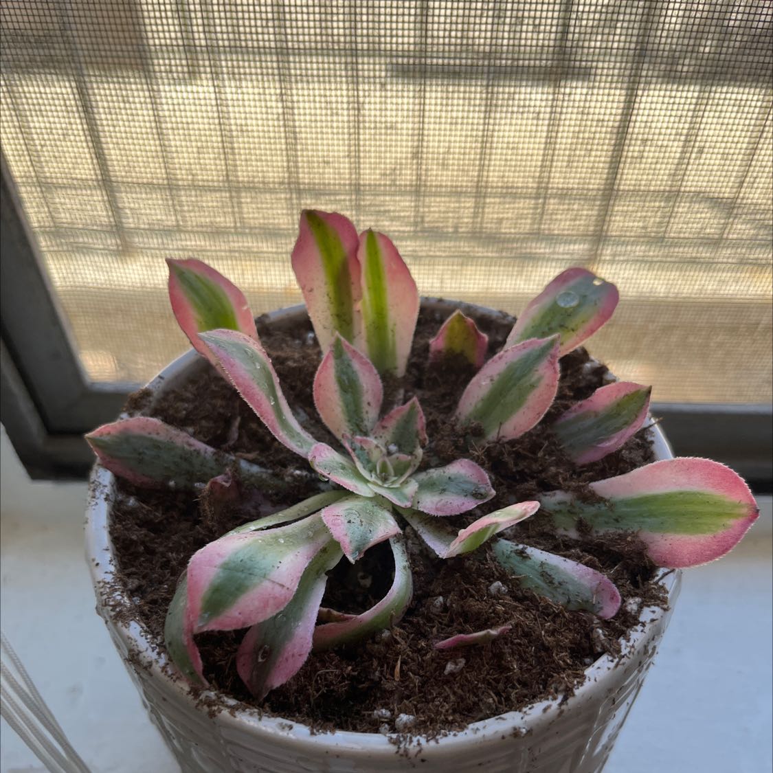 Aeonium 'Sunburst' plant in a pot on a windowsill with variegated leaves.