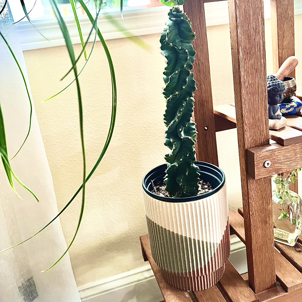 Spiral Cactus in a pot on a wooden stand, with another plant visible in the background.
