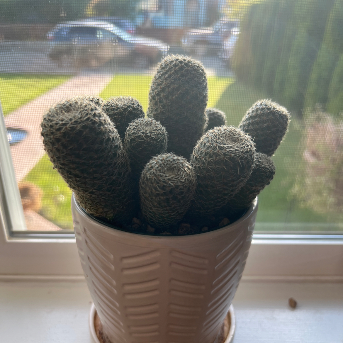 Photo of the plant species Orange Crown Cactus by @tartz66 named Willow on Greg, the plant care app