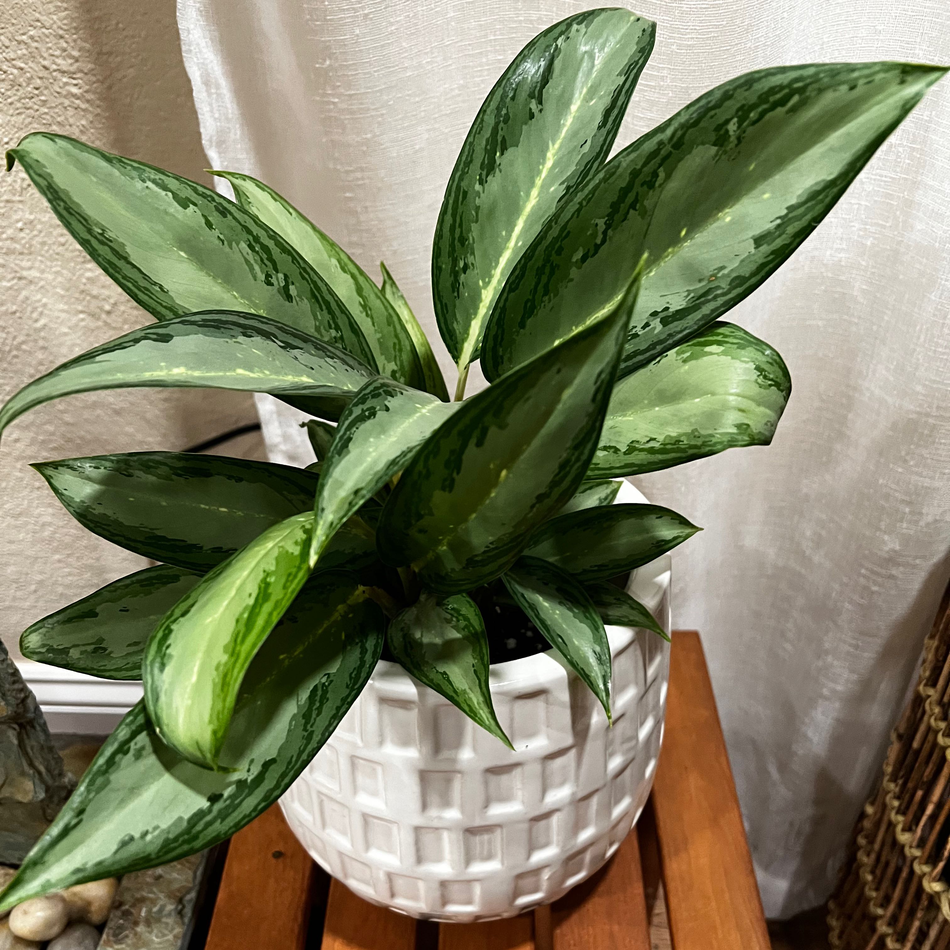 Photo of the plant species Chinese Evergreen by @tartz66 named Olga on Greg, the plant care app
