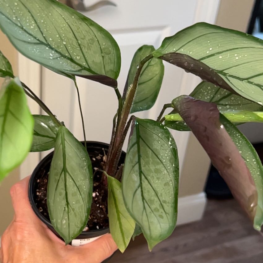Never Never Plant 'Grey Star' with healthy green leaves and water droplets.