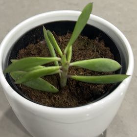 Photo of the plant species Vertical Leaf Senecio by @tartz66 named Harmony on Greg, the plant care app