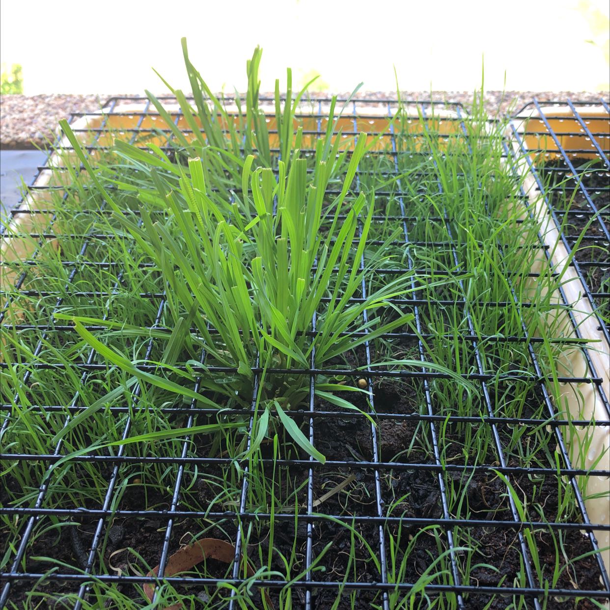 Healthy cat grass growing through a wire mesh with visible soil.