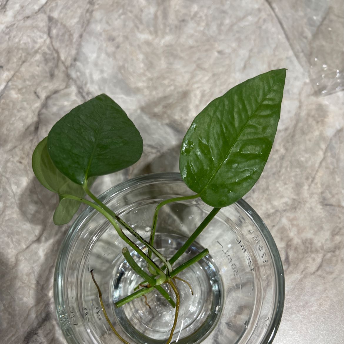 Photo of the plant species Cebu Blue Pothos by @CuteSandleek named Cebu Blue Pothos on Greg, the plant care app