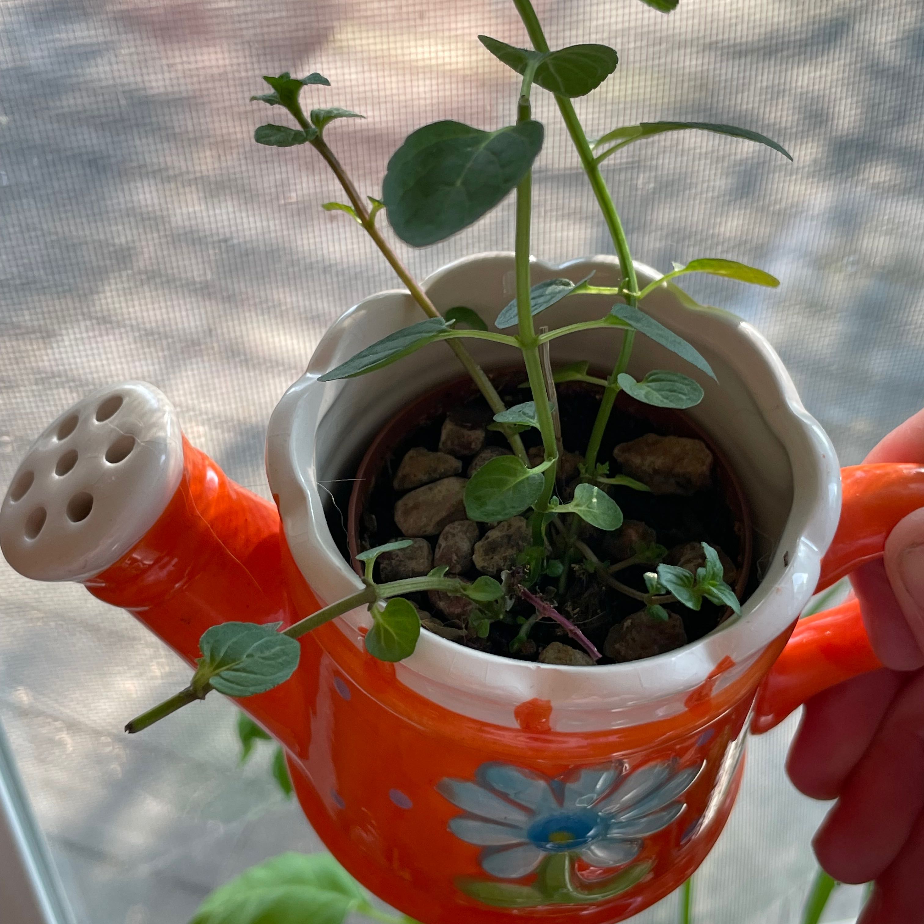 Mint plant in a decorative watering can planter, held by a hand.