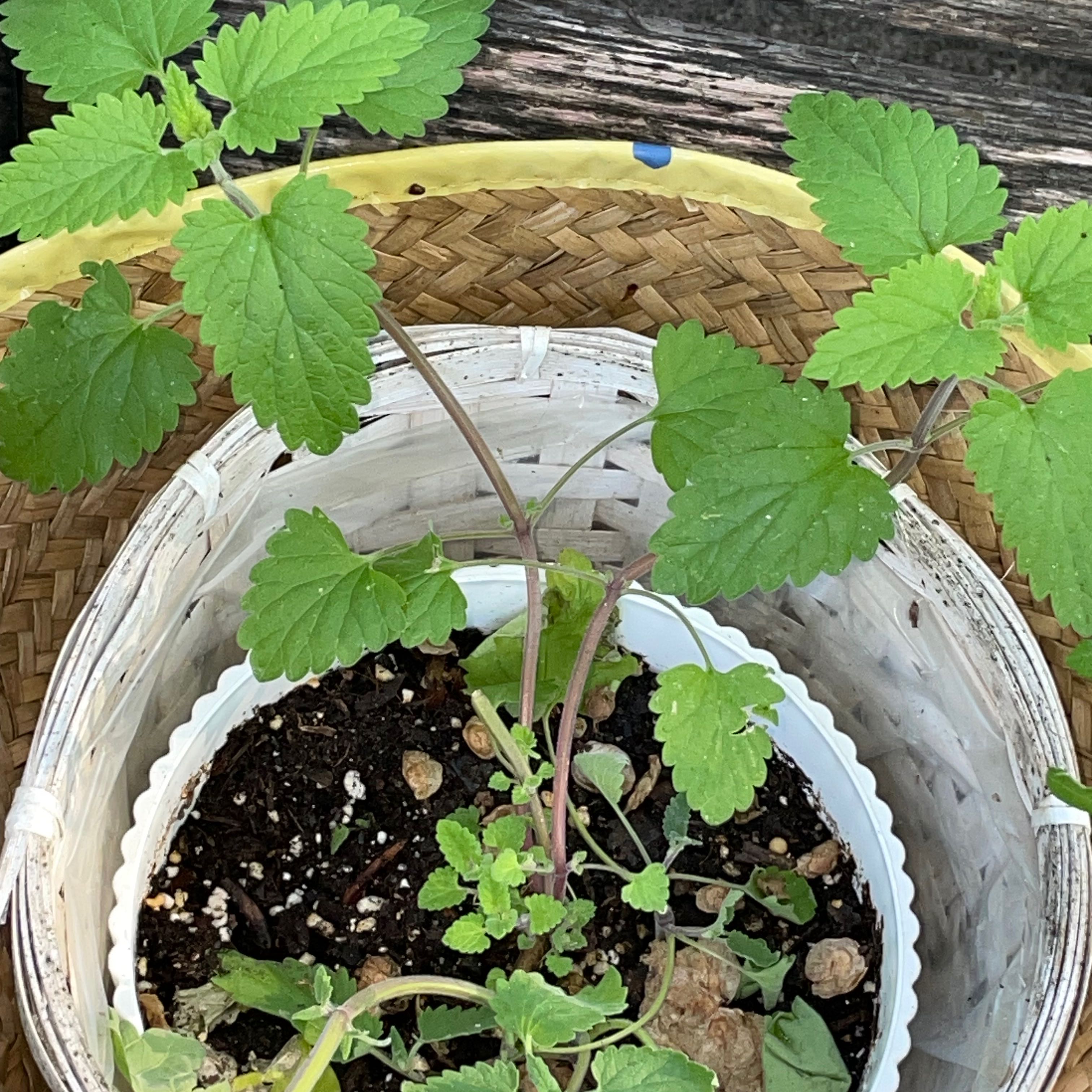 Potted mint plant with green leaves and visible soil.