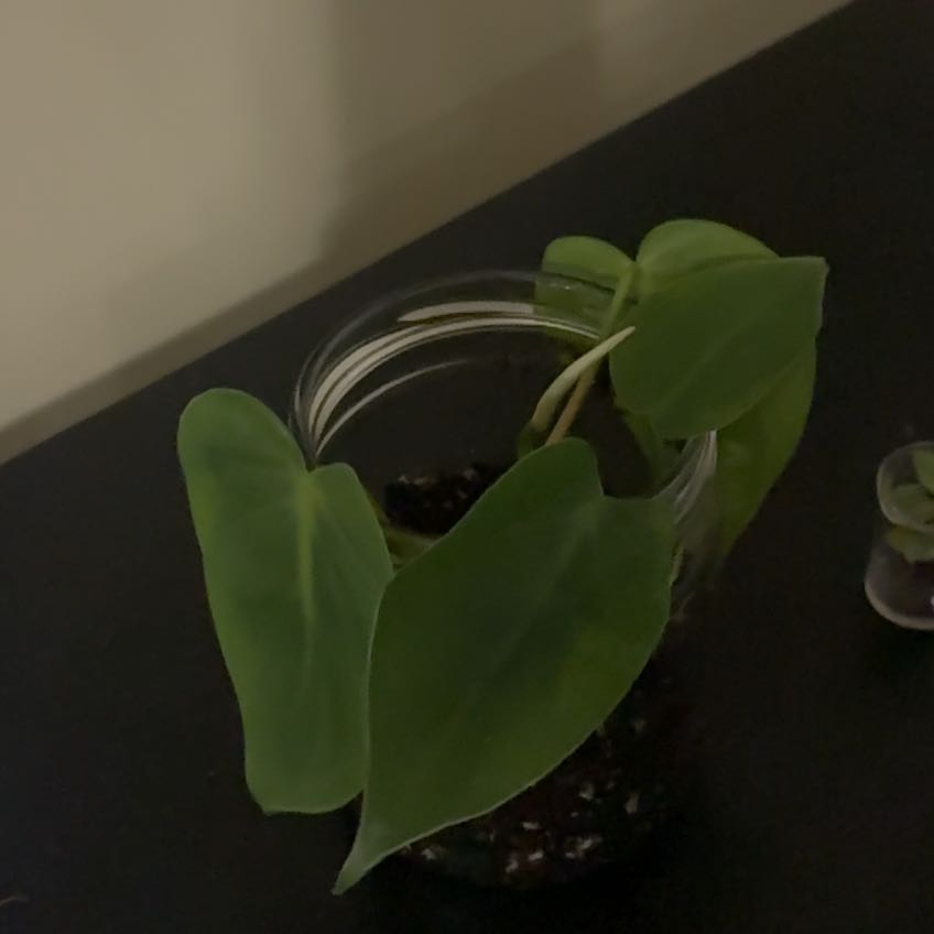 Photo of the plant species Heart Leaf Philodendron by @PrimaryBlueelf named Cilia on Greg, the plant care app