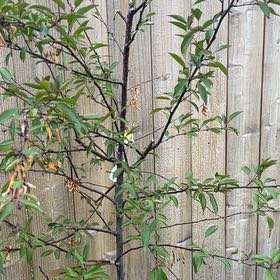 Photo of the plant species prairie crabapple by @HeavenlyPepper named Prairie on Greg, the plant care app