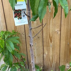 Photo of the plant species Hardired Nectarine Tree by @HeavenlyPepper named Taylor Swift on Greg, the plant care app