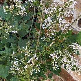 Photo of the plant species Bloomerang Purpink® Reblooming Lilac by @AscendingWorm named Sir Plancelot on Greg, the plant care app