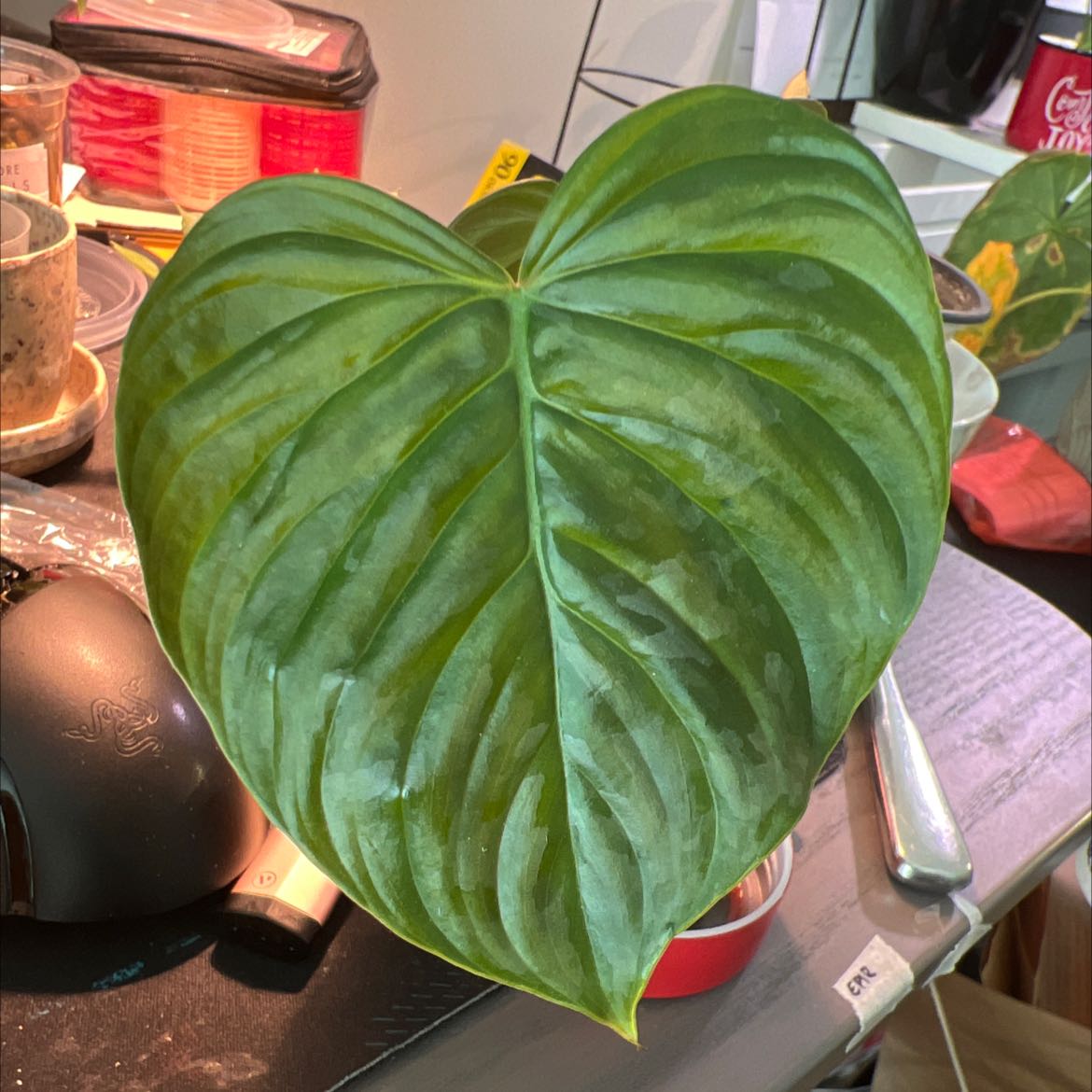 A healthy Philodendron 'Majestic' leaf with vibrant green color.