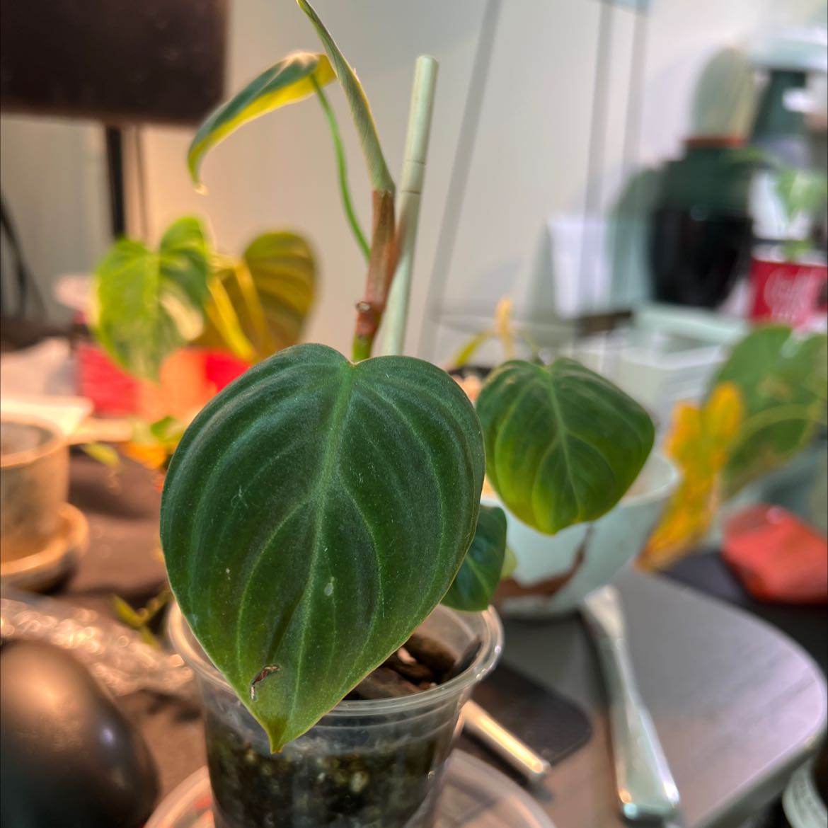 Philodendron El Choco Red plant with heart-shaped leaves in a small transparent container. Some leaves show yellowing.