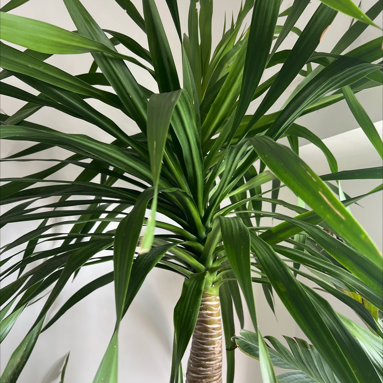 Photo of the plant species Blue-Stem Yucca by @SharpLuscious named Yucca on Greg, the plant care app