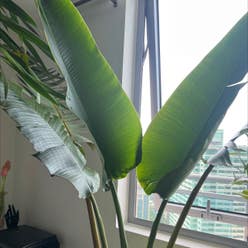 Traveller's palm plant