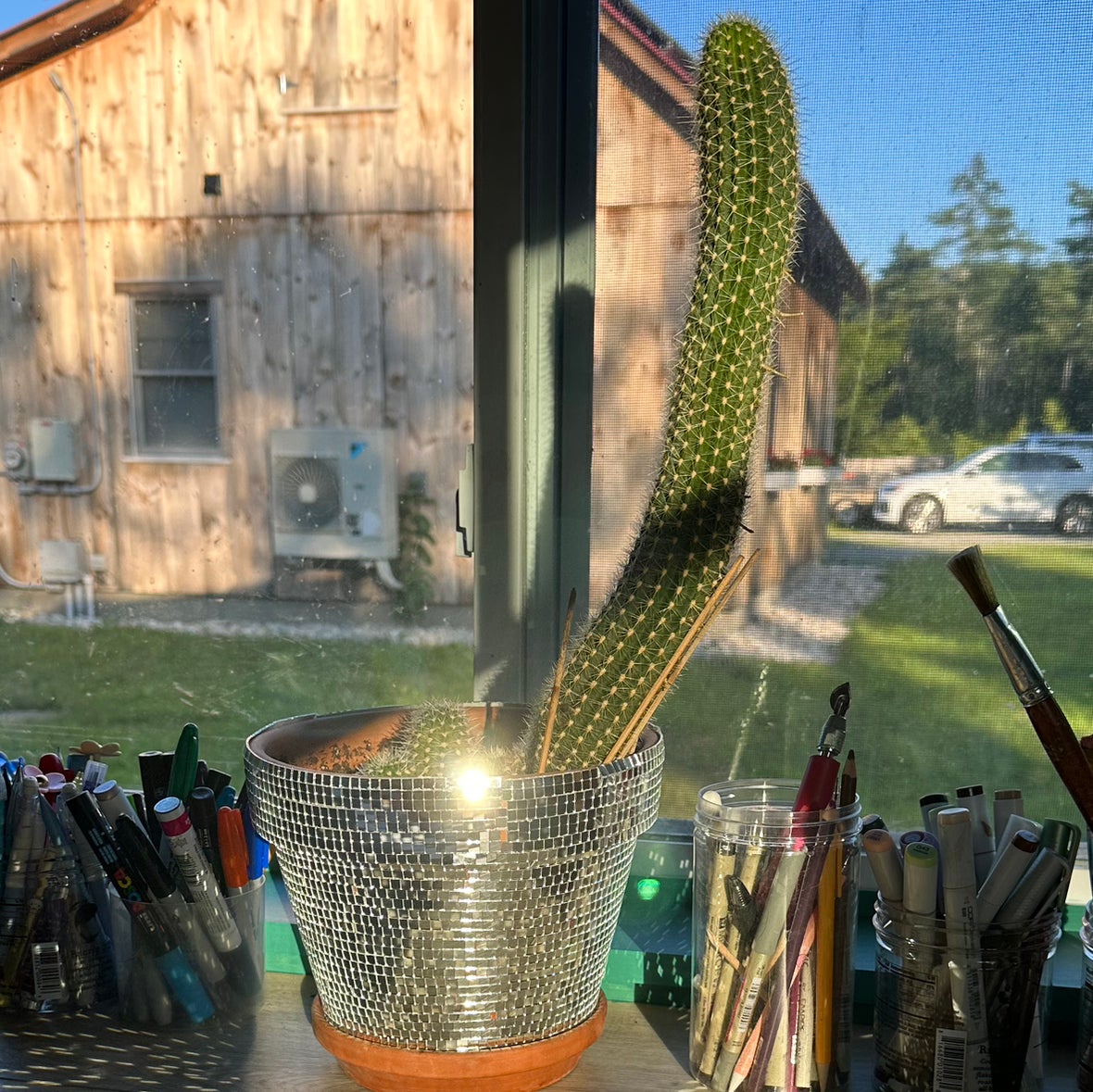 Golden Torch plant photo by @succlentgardens06 named 🍆 on Greg, the plant care app.