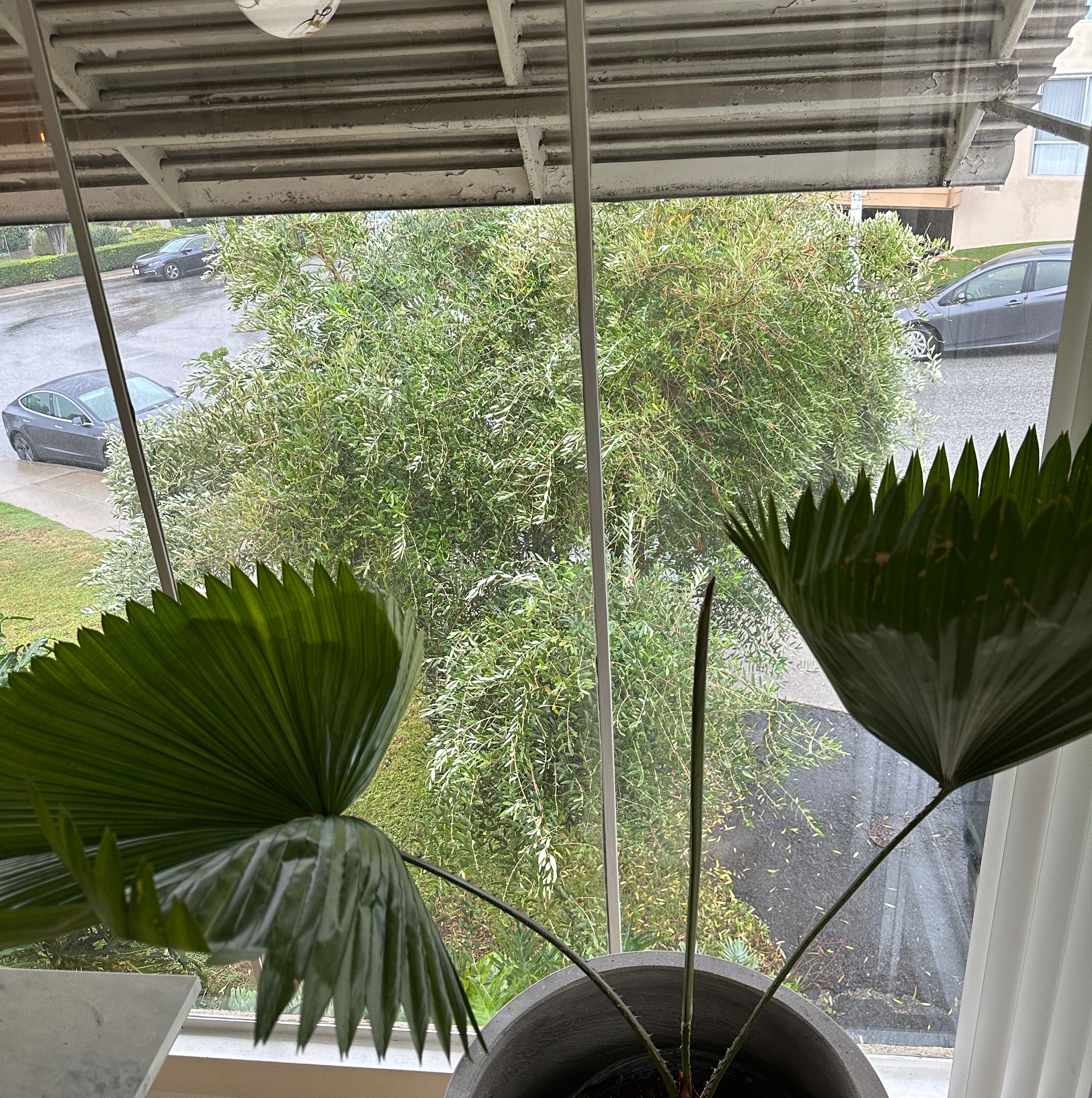 Photo of the plant species Elegant Fan Palm by @adrianejamison named Lola on Greg, the plant care app