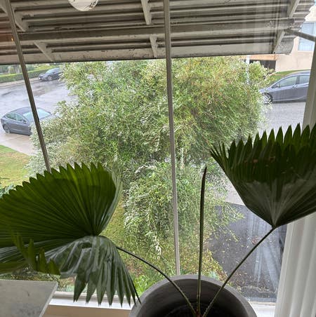 Photo of the plant species Elegant Fan Palm by Adrianejamison named Lola on Greg, the plant care app
