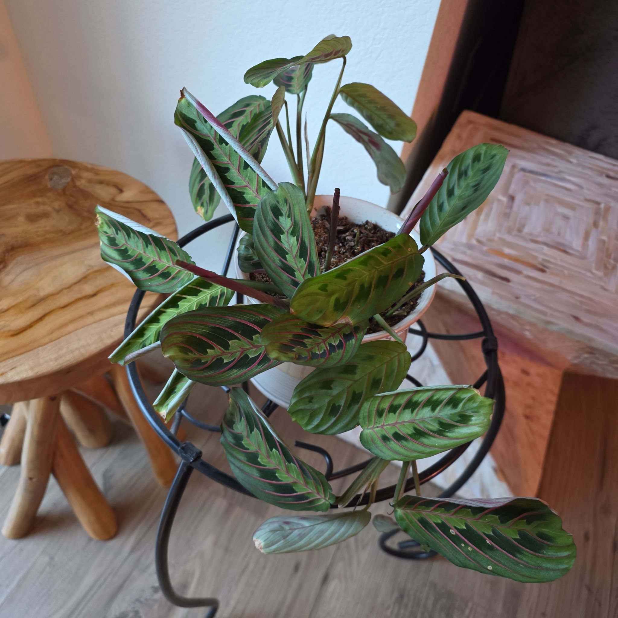 Red Prayer Plant - St. Maria
