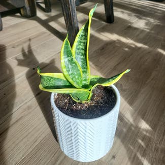 Sansevieria Twisted Sister plant in Castle Rock, Colorado